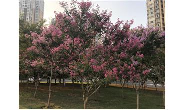 夏秋季節(jié)，錫城首次驚現(xiàn)紫薇花開(kāi)美景